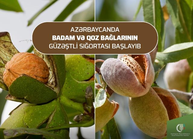 Azərbaycanda badam və qoz bağlarının güzəştli sığortası başlayıb 