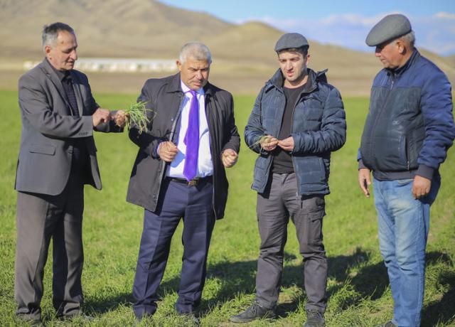 Dövlət Toxum Fondu tərəfindən toxumluq sahələrin monitorinqi aparılır - FOTO