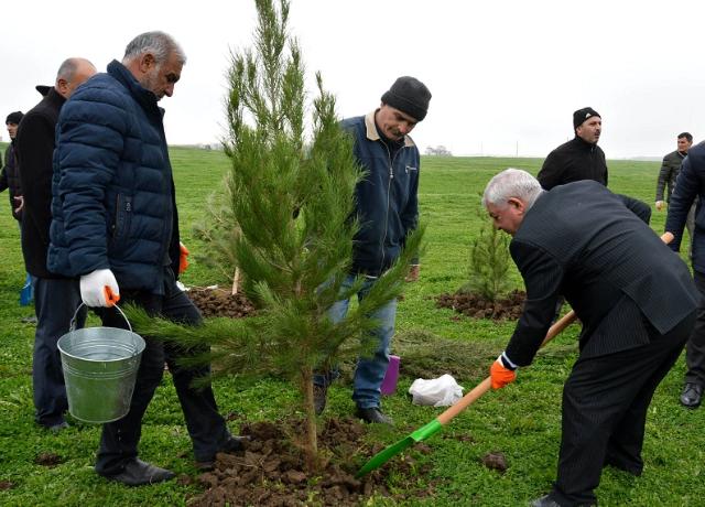  Masallıda ağacəkmə aksiyası  Akif Ağayev (AZpress.AZ)