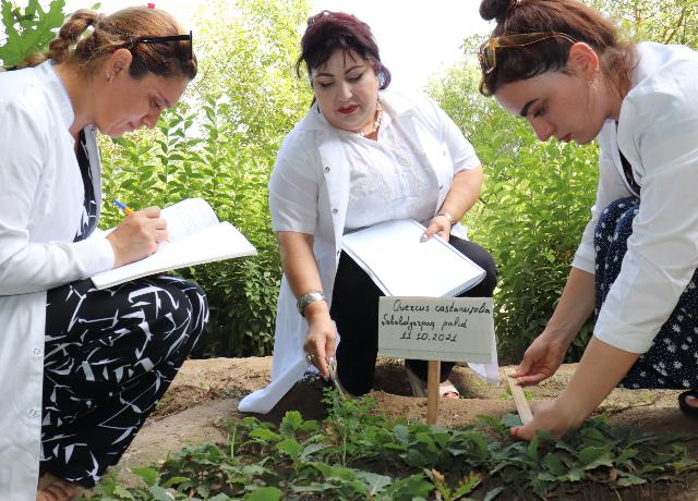 Dendrologiya Bağının təcrübə sahələrində toxum tədarük edilərək,çoxaldılır, Abşeronun torpaq-iqlim şəraitinə davamlılığı öyrənilir +FOTO=6